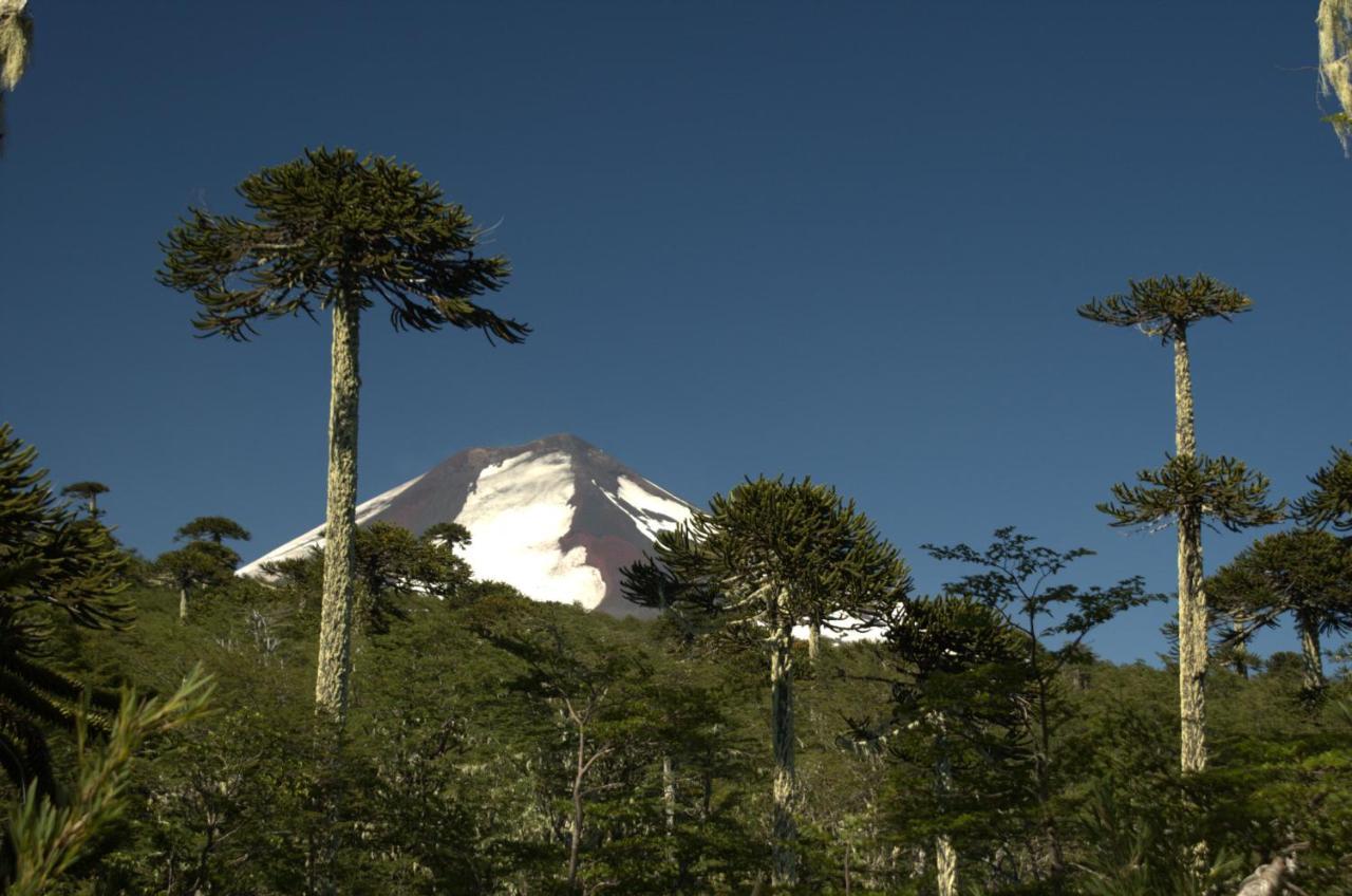 Fio-fio National Park Chalet Conguillio